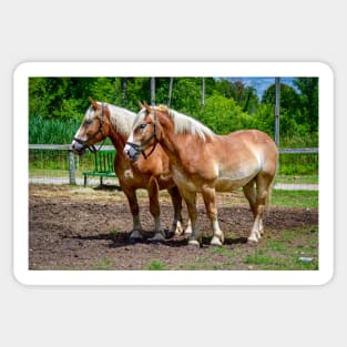 "Equine Duo" Sticker